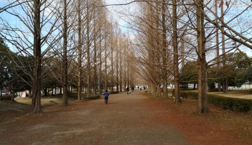 並木の公園と祝日