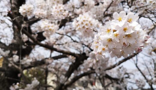 学童はじめ。気づいたこと