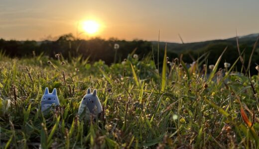 夕日に照らされてる